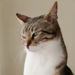 équipes jeux vidéo