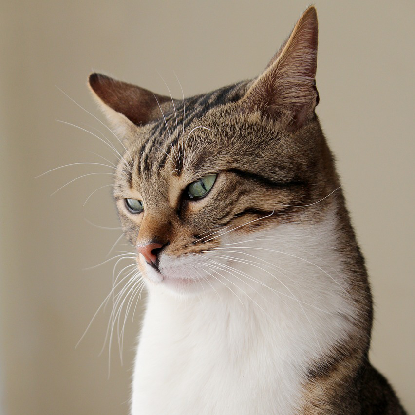 équipes jeux vidéo